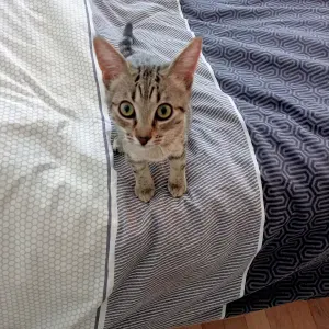 Employé de maison à domicile polyvalente