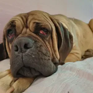 Pet Sitter Sassuolo e dintorni 