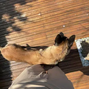 Pet-Sitter à Annecy ! Passionné 😁