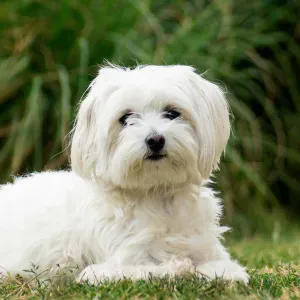 Pet-Sitter à Beaufays, Embourg, Chaudfontaine