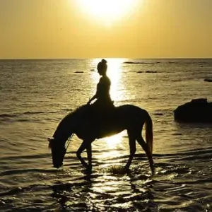 Recherche sérieuse Horsesitting : Vers Rebecq, Rêves, Wavre