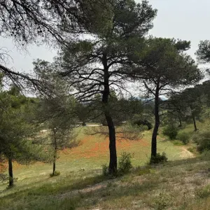 Famille recherche femme de ménage 15h par semaine