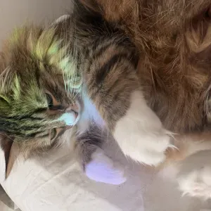 Baby-sitting autour de sausset les pins 