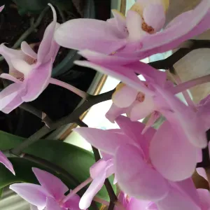 Recherche quelques heures de ménage