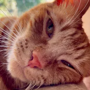 🐶 Pet-sitter disponible – Passionnée et attentionnée 🐱