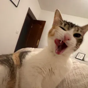 Busco persona responsable y amante de los animales