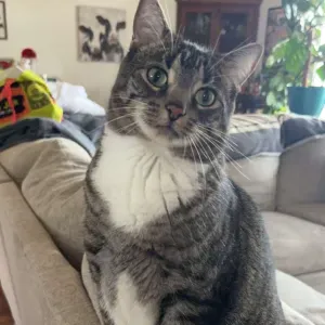 Femme de ménage à domicile eee