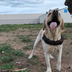 Cuidadora de animales  mas que un animales parte de la flia 