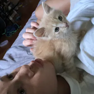 Home sitting and pet care, taking care of pets and property 