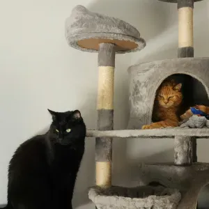 Two Cats for Care