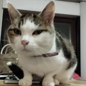 A la recherche d'une pet sitter