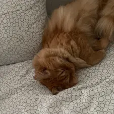 Prof particulier et aide aux devoirs 