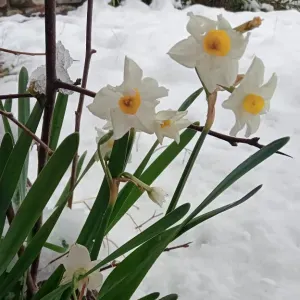 Experienced bebysitter for all ages