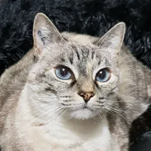 Poste pour un(e) dog-sitter - Petsitter à Saint-Pierre-d...