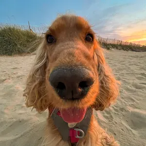 Pet-Sitter qui adoreeee avec un grand A les animaux 