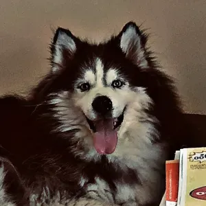 Pet-Sitter région Philippeville et ses alentours 