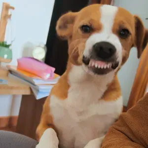 Cuidando do seu AUmigo em Aveiro 