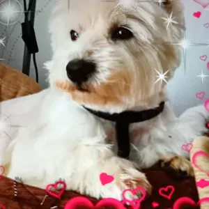 Pet Sitte à Cannes je peux garder votre toutou