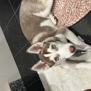 Preciso de um cuidador(a)