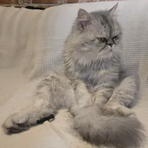 Emploi de Petsitter Clichy