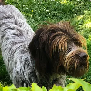 Sympathique griffon korthal à garder de temps en temps