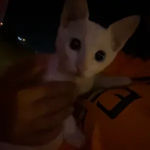 Petsitter sérieuse et attentionnée 🐾