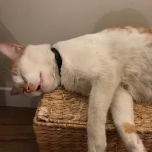 Aux Bons Soins de Vos Compagnons !