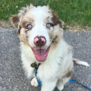 Pet sitter à Divonne les bains 