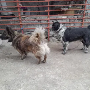 Cuidar de animas  gosto muito de cuidar  de animas