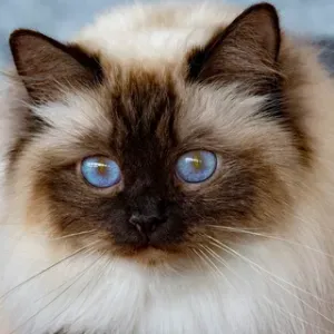 Garde Chat - visite à domicile semaine de Noël