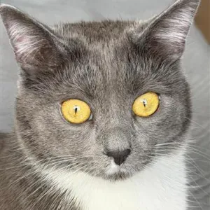 Liebevolle Tierbetreuung von einer Katzenliebhaberin
