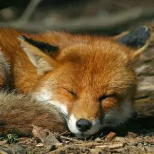 Pet sitting a Castellana Grotte e dintorni  