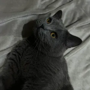  Pet-sitter passionnée pour chats et chiens à Bruxelles