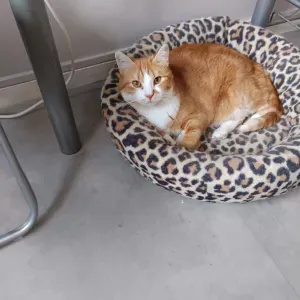 Emploi de Petsitter Châlons-en-Champagne