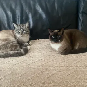 Cherche personne pour garder 2 chats (frères)