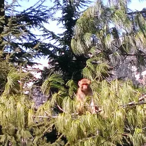 Je cherche un(e) petsitter près de chez moi