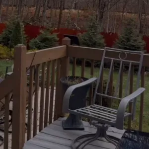 Collaborazione domestica 