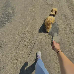 Pet-Sitter a Brives-sur-Charente !