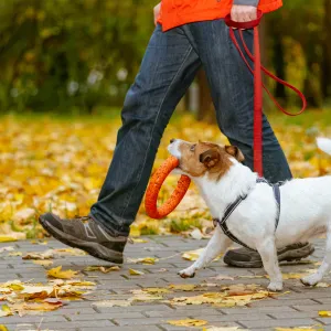 Pet-sitter a Dieppe France 76200