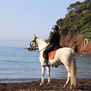 Pet-Sitter à Toulon et alentours ! 