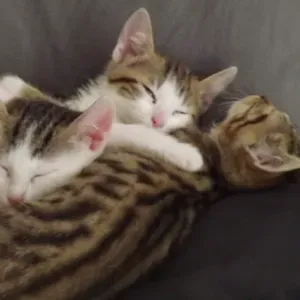 Expérience en tant qu'aide à domicile à l'ADMR se propose