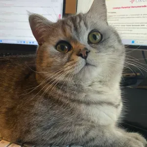 Pet sitting Almada e proximidades