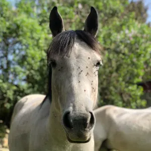 Bonjour, pet sitter sur Saint-Étienne