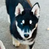 Pet-Sitter disponible et souriante