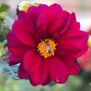 Femme de ménage. Aide à domicile.