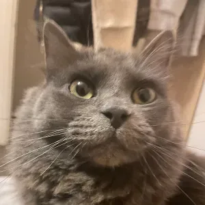 Djurspassningstjänster i Strängnäs!