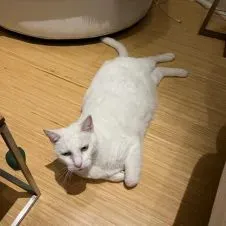 Looking for a cat sitter from June 2nd to June 20th