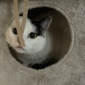 Pet-Sitter à Sartrouville et à Paris 