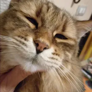 Per sitting Cagliari  e dintorni.compagnia passeggiate 