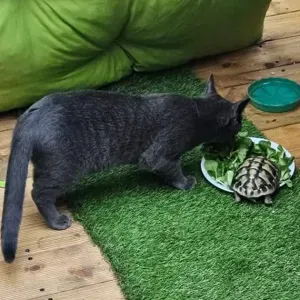 Garde d'animaux avec expérience et amour